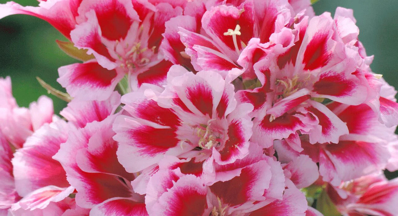 جوديتيا حبيبتي