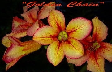 Adenium Obesum Golden Chain