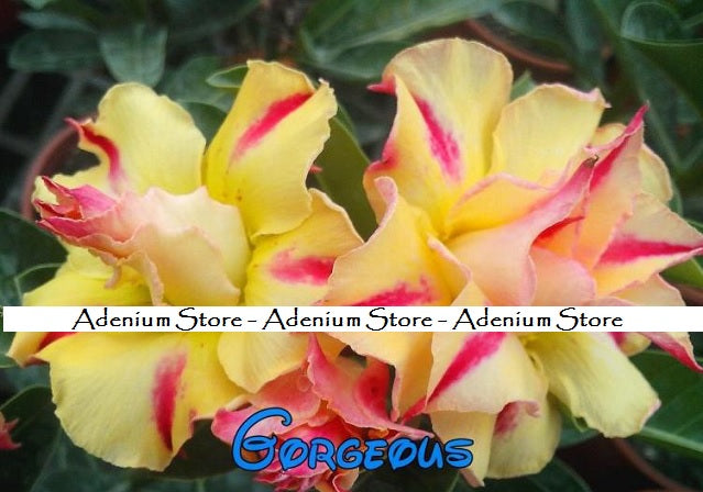 Adenium Obesum Gorgeous