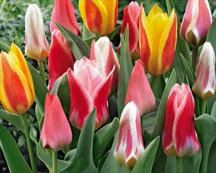 Greigii Peacock Mixed Tulip