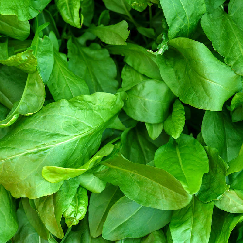 Large Leaf Sorrel