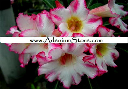 Adenium Obesum Happy Bunny
