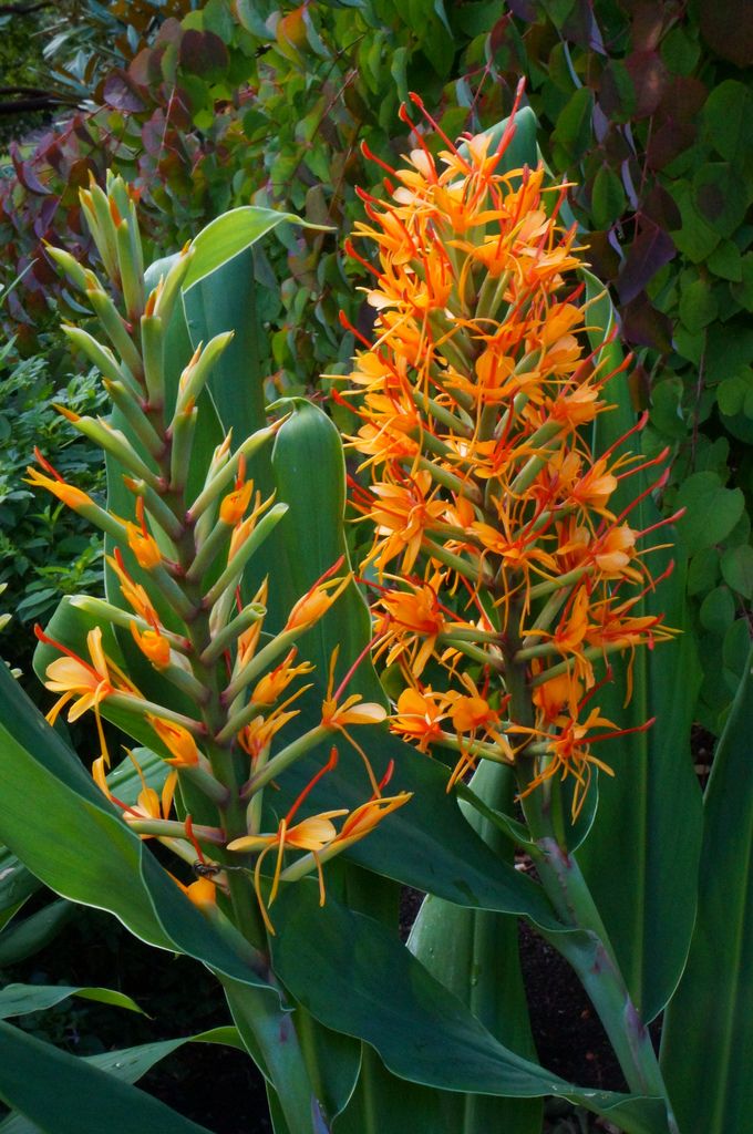 Hedychium densiflorum