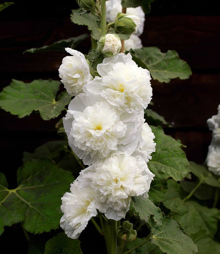 Hollyhock Chaters Double Triumph White