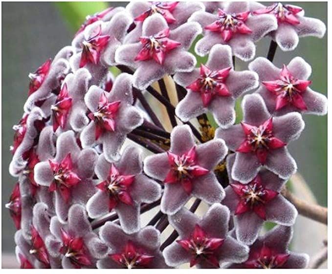 Hoya fusca porcelain flower