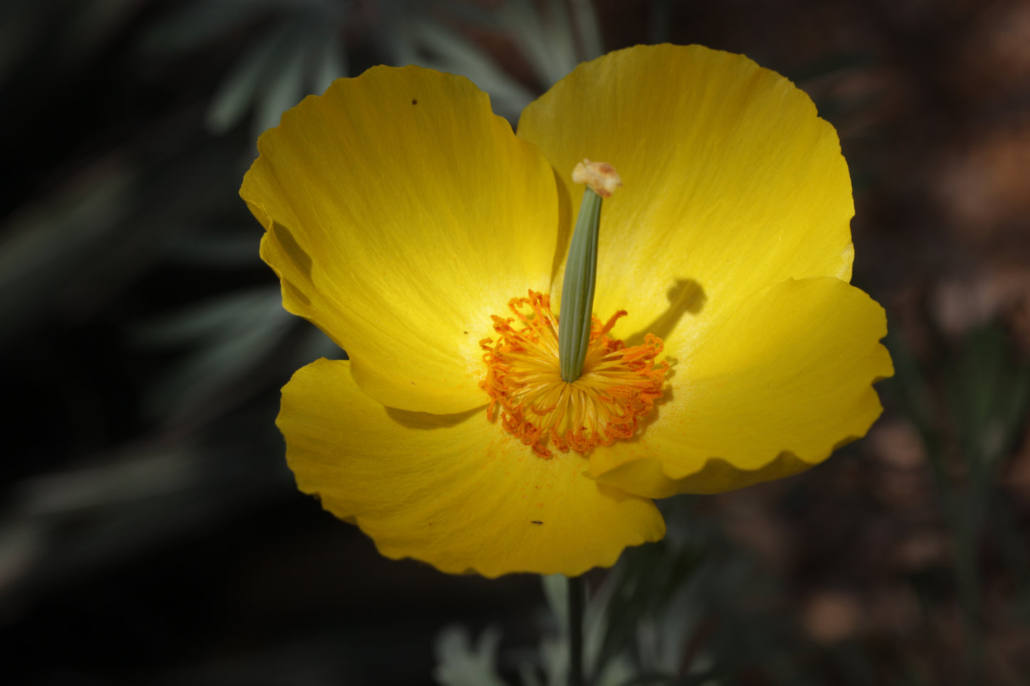 Hunnemannia Fumariifolia