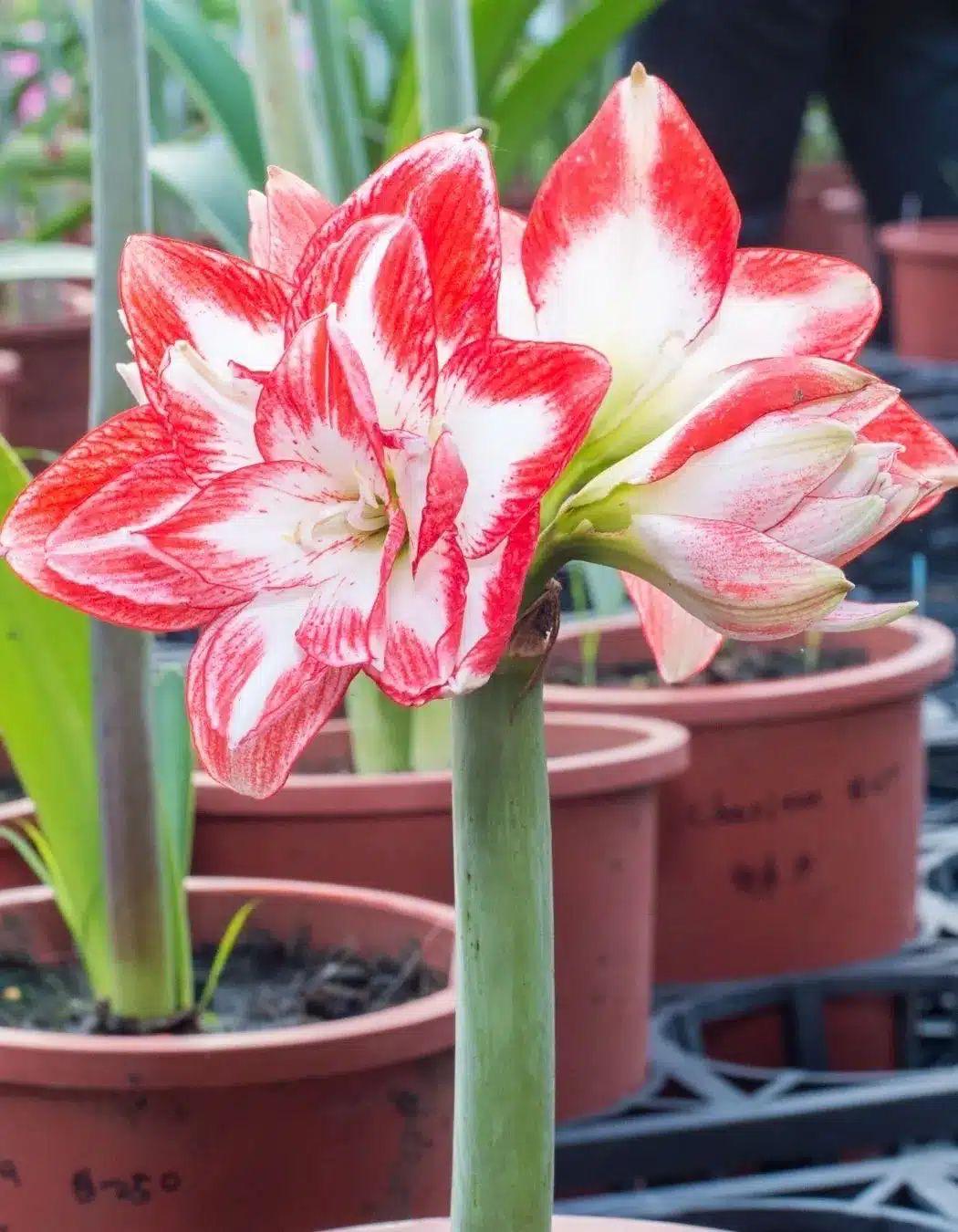 Amaryllis Spartacus