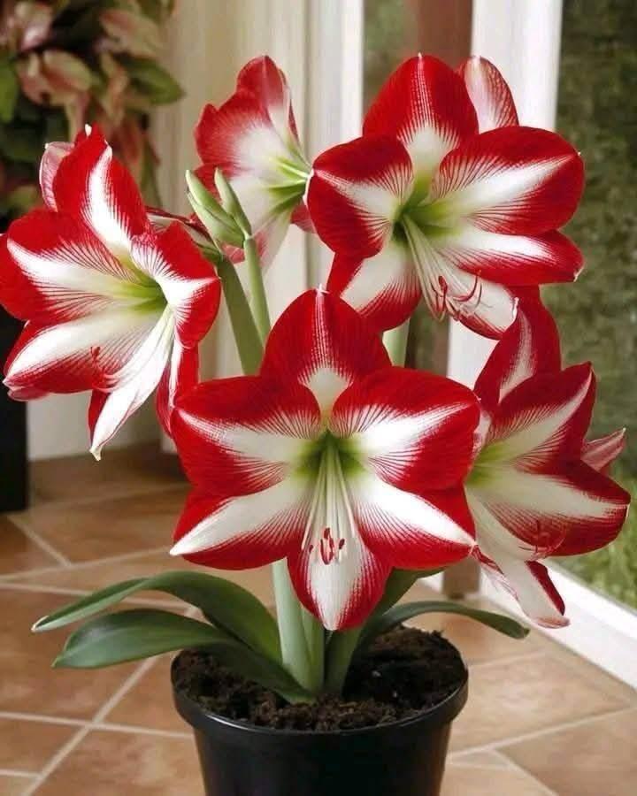 Amaryllis - Tres Chic