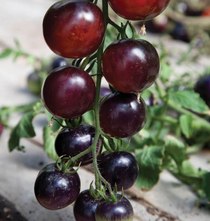 Indigo Rose Tomato
