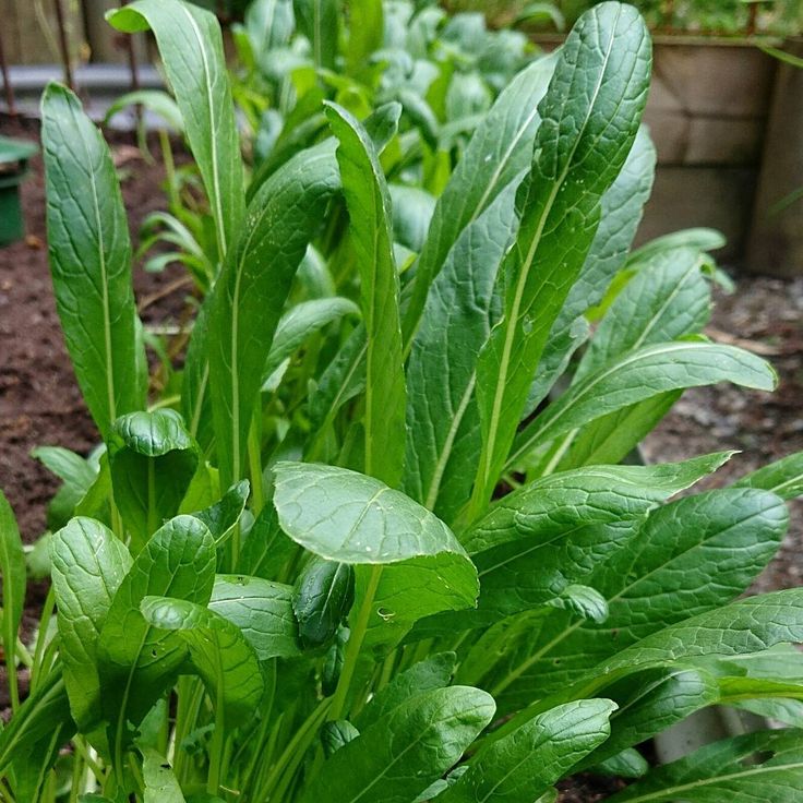 Japanese Mibuna Kale