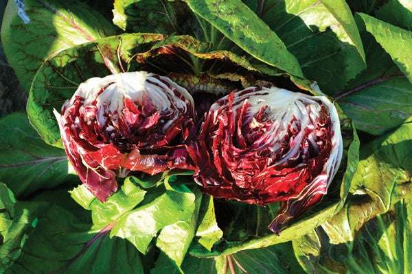 Early Red Ball Chicory