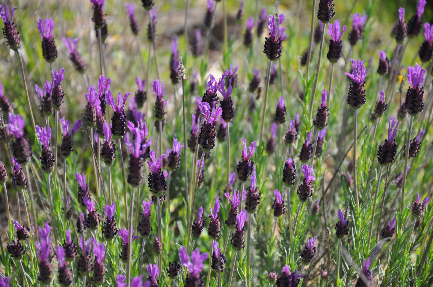 Lavandula Peduncalata subsp Atlantica Moroccan Lavender