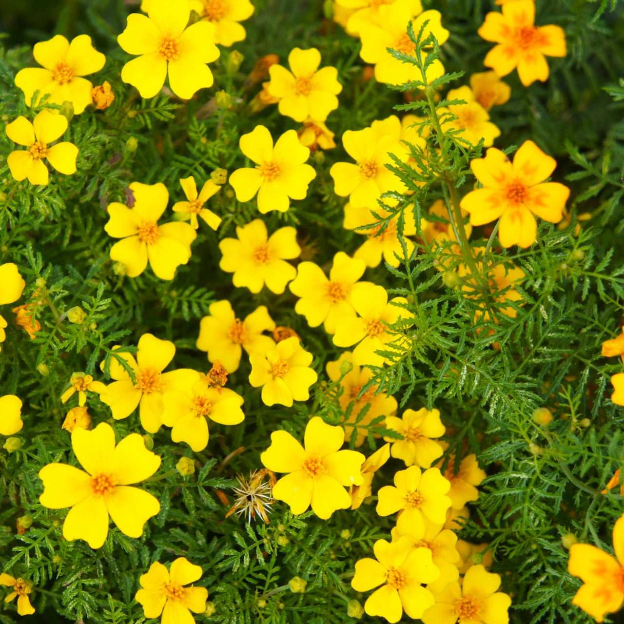 Signet Marigold Lemon Gem