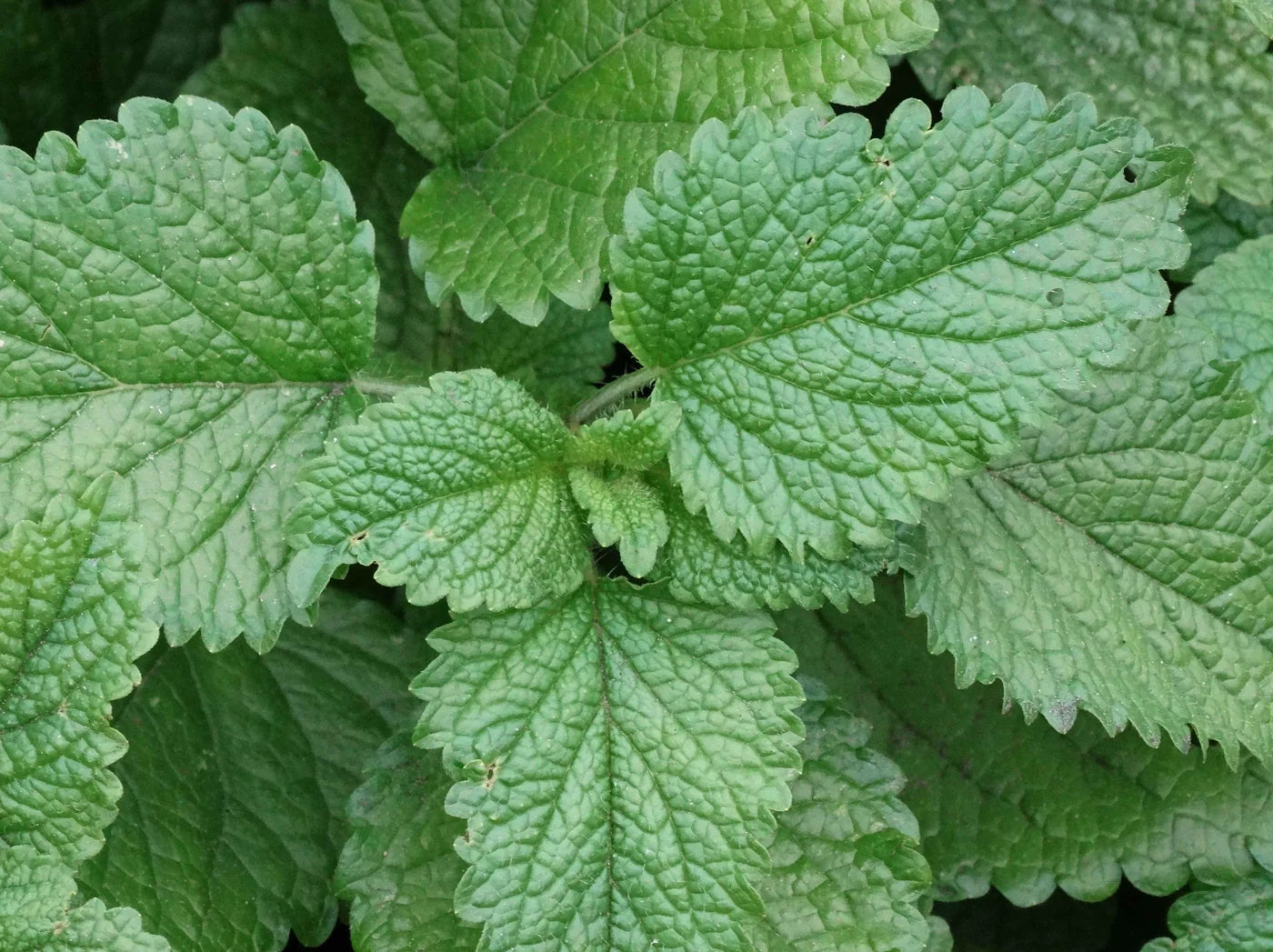 Lemon Balm (Melissa officinalis)