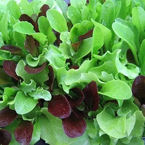 Lettuce 'Baby leaf mix'