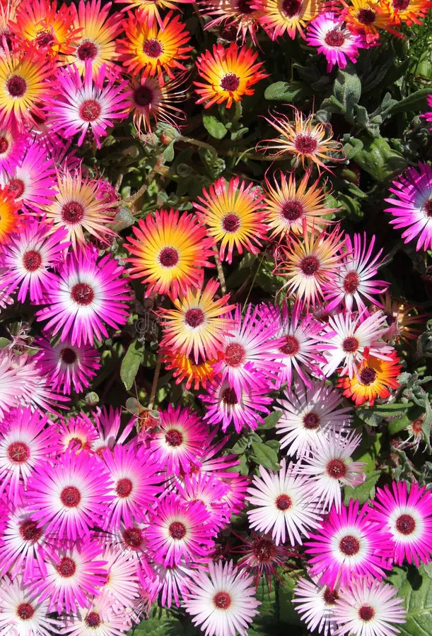 Livingstone Daisy Mixed