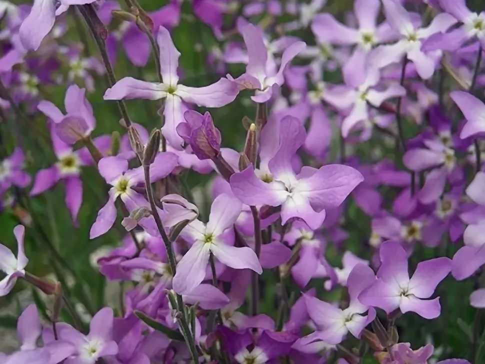 Matthiola bicornis 'Night Scented Stock'