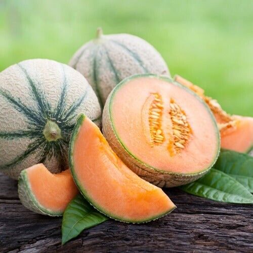 Melon 'Charentais'