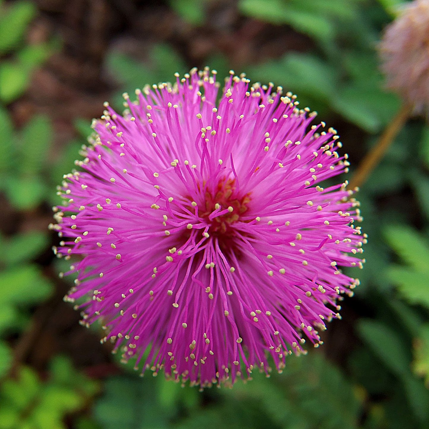 Mimosa Pudica