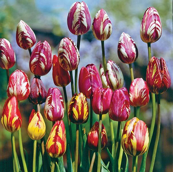 Mixed Striped Tulip