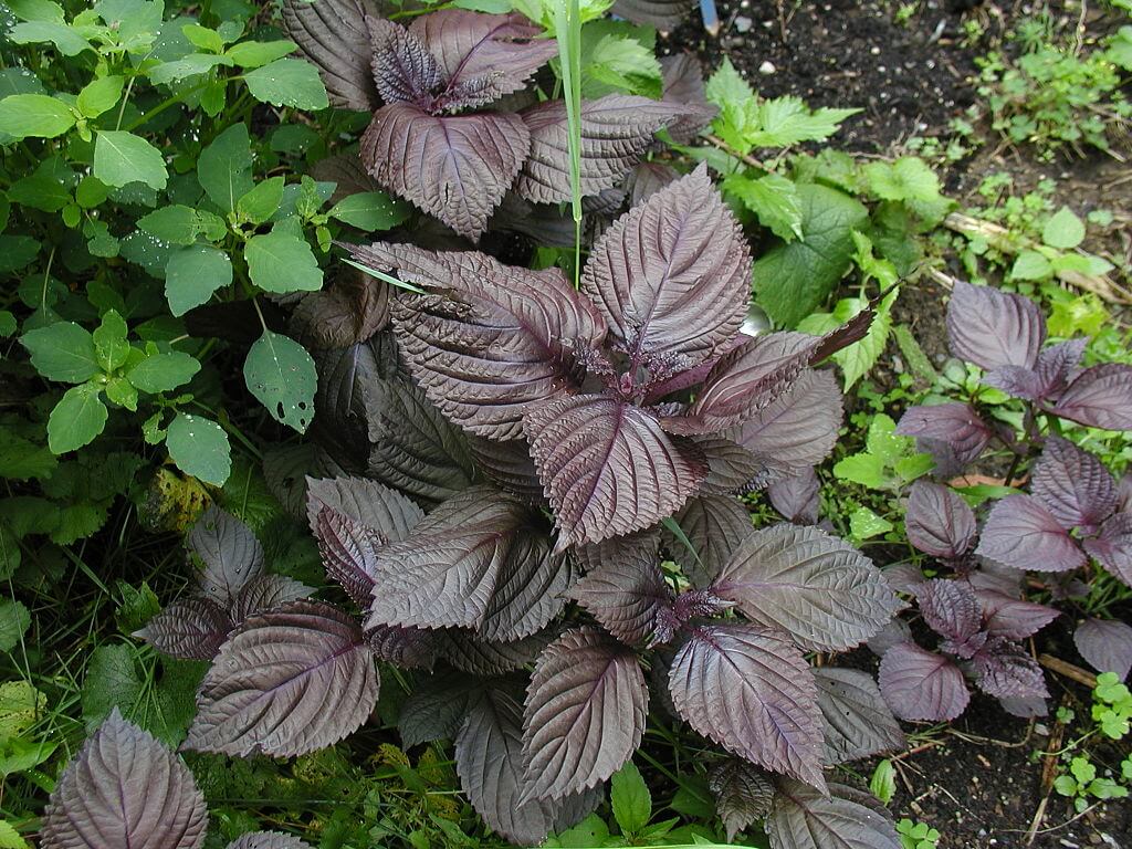 Red Perilla