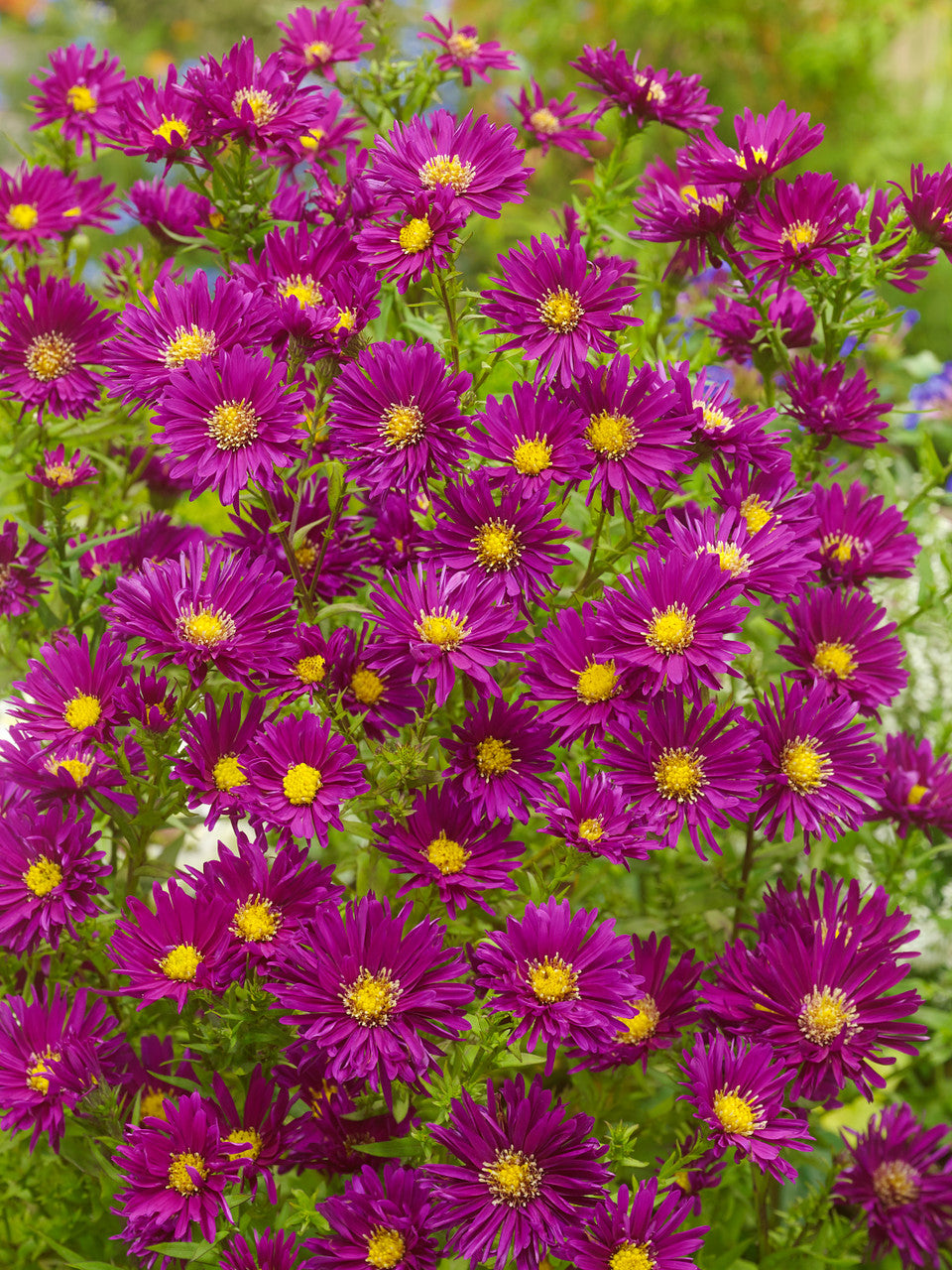 New York Aster 'novi-belgii'