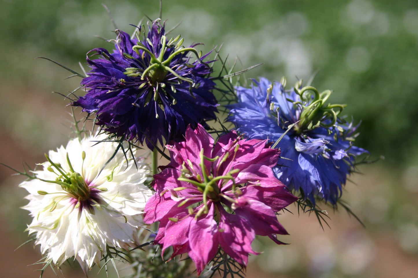 Nigella ( Persian Jewels )