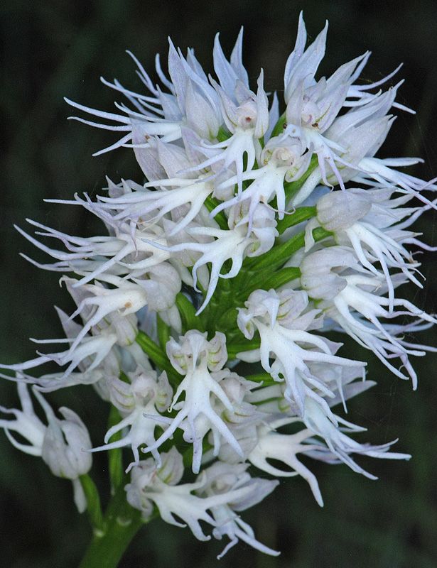 Orchis italica white-men orchid