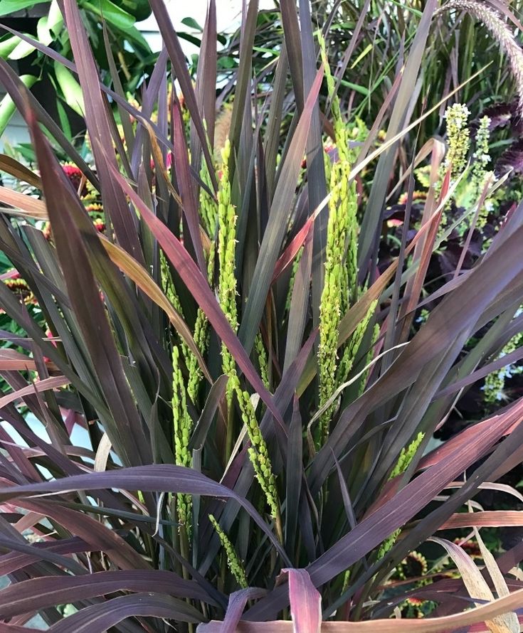 Ornamental rice 'Black madras'