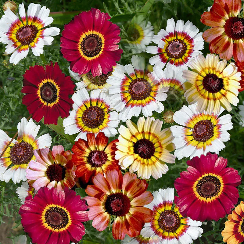 Painted Daisy Rainbow mix