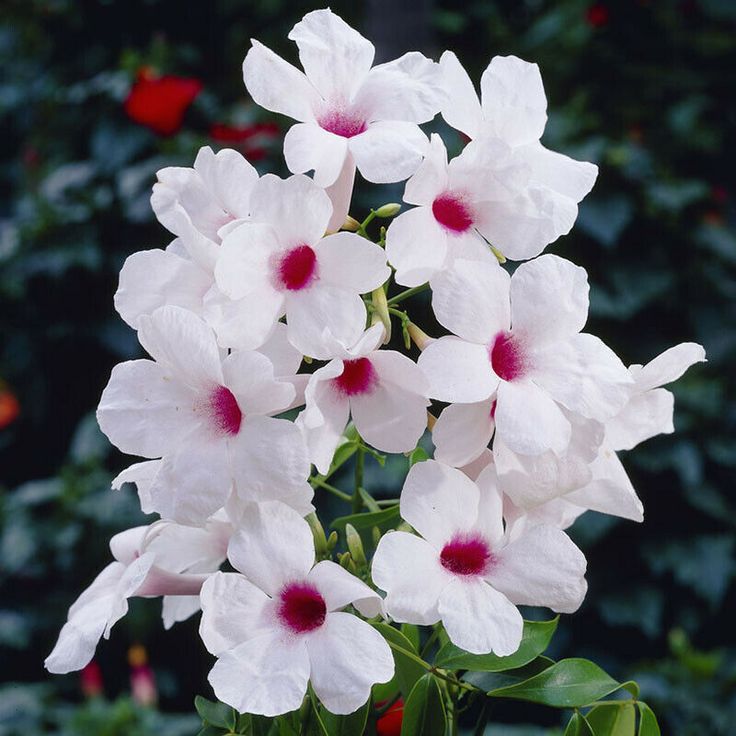 Pandorea jasminoides