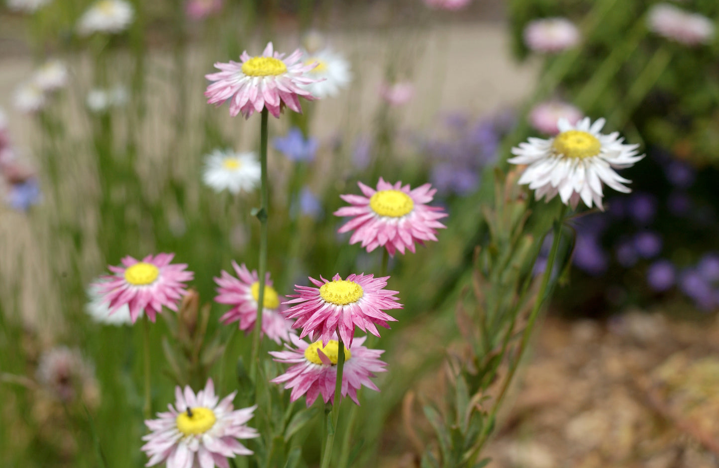 Paper Daisy Immortelle Mix