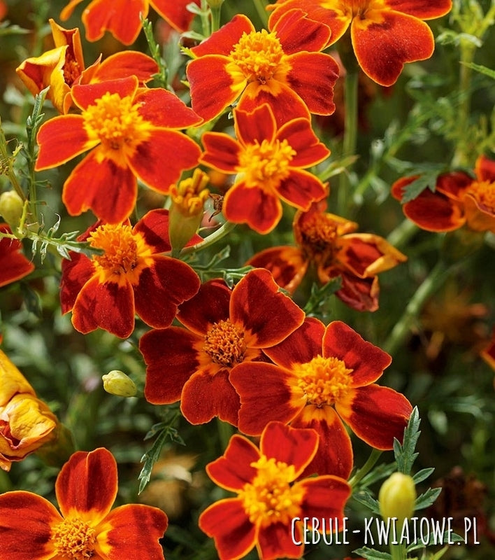 Signet Marigold
