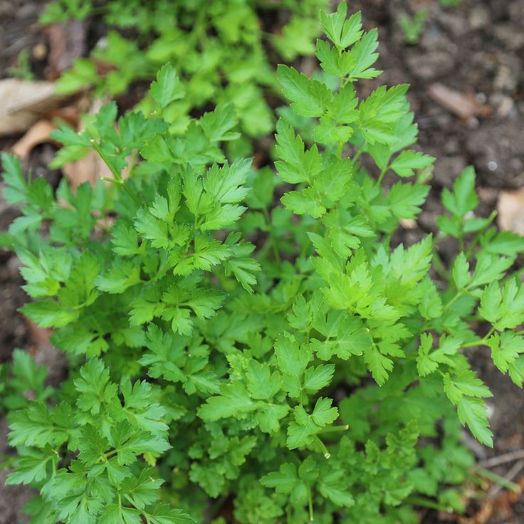 Parsley 'Italian giant'