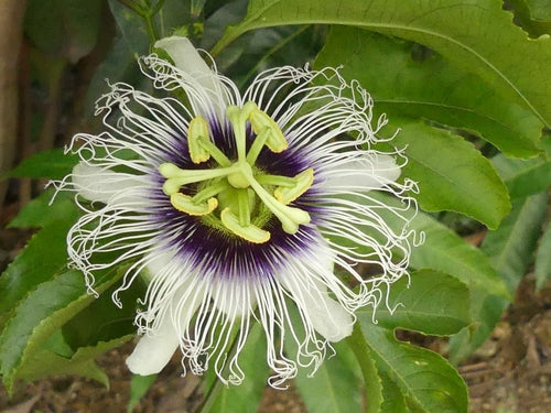 Passiflora Edulis- passion friut