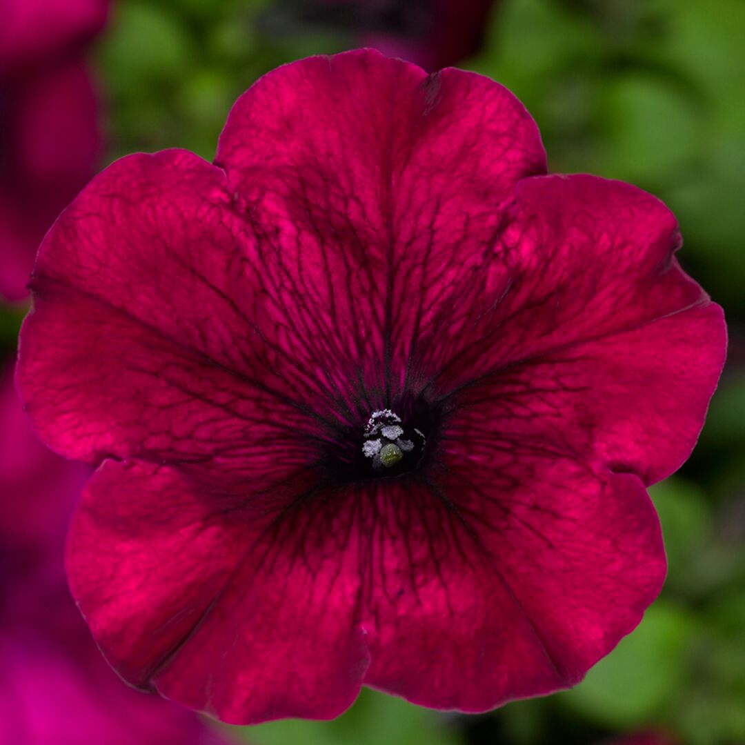 Petunia F1 Quinto Burgundy