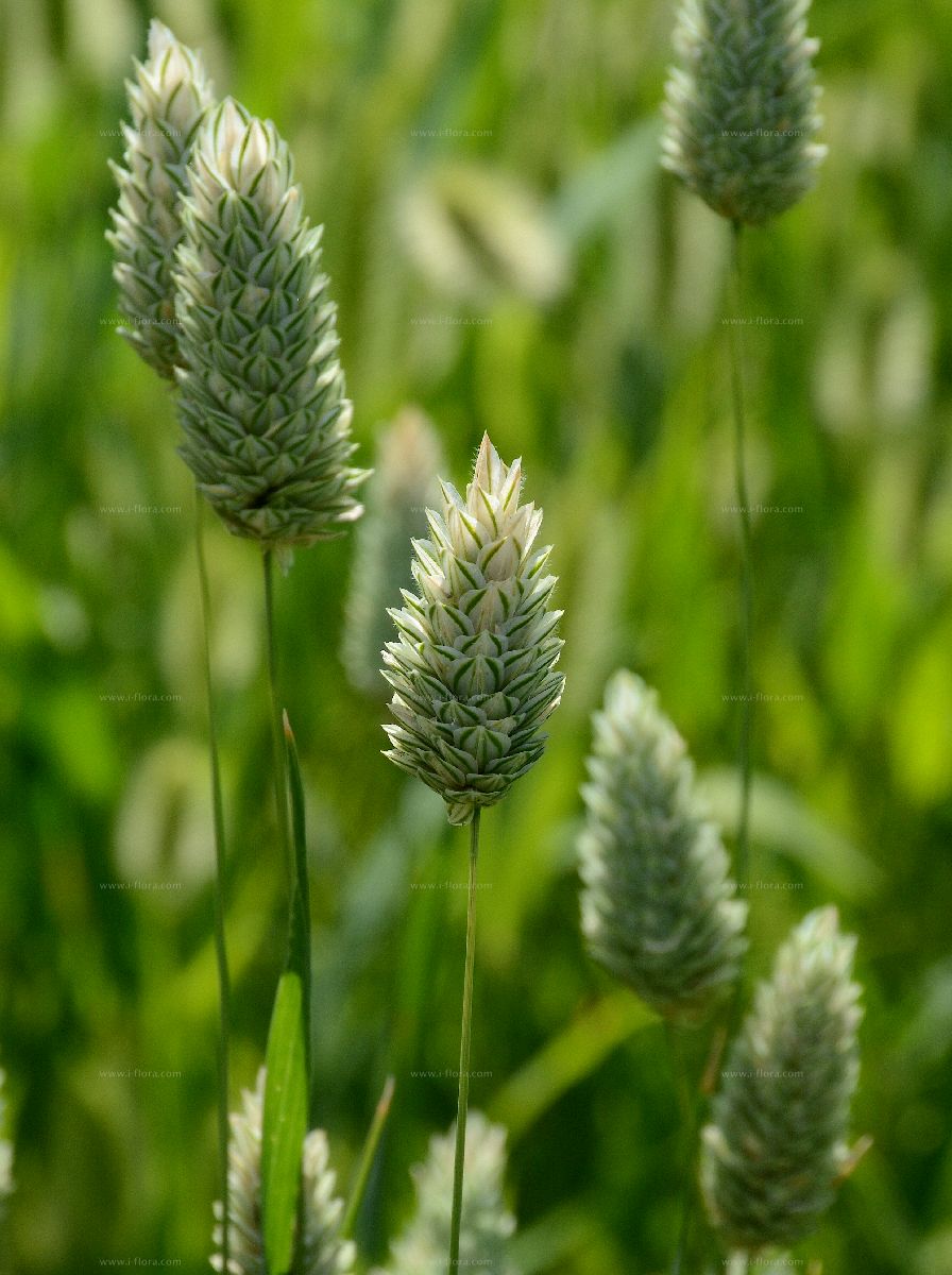 Phalaris canariensis 'Canary Grass'