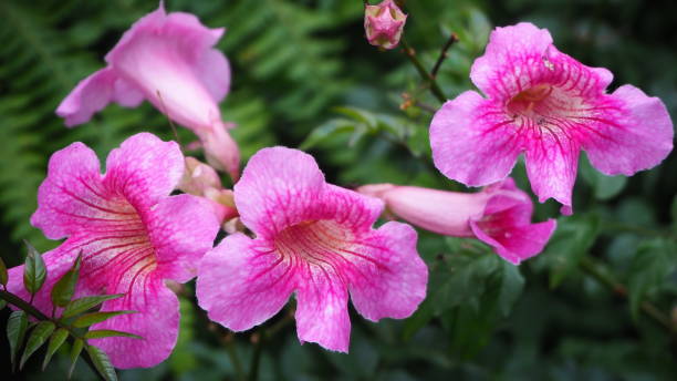 Pink Trumpet Vine
