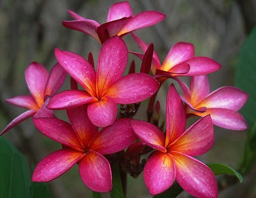 Plumeria Rubra Daeng Hom