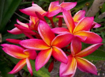 Plumeria Rubra Jeannie Moragne