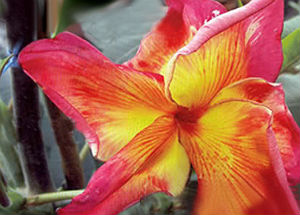 Plumeria Rubra Butterfly Gold