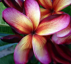 Plumeria Rubra Sai Thiong
