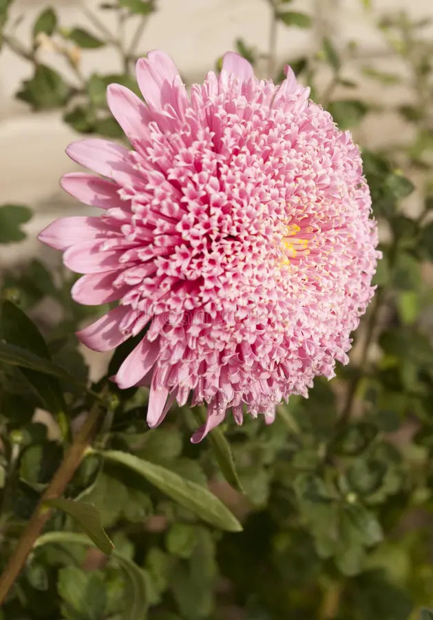 Pompon Rose Aster