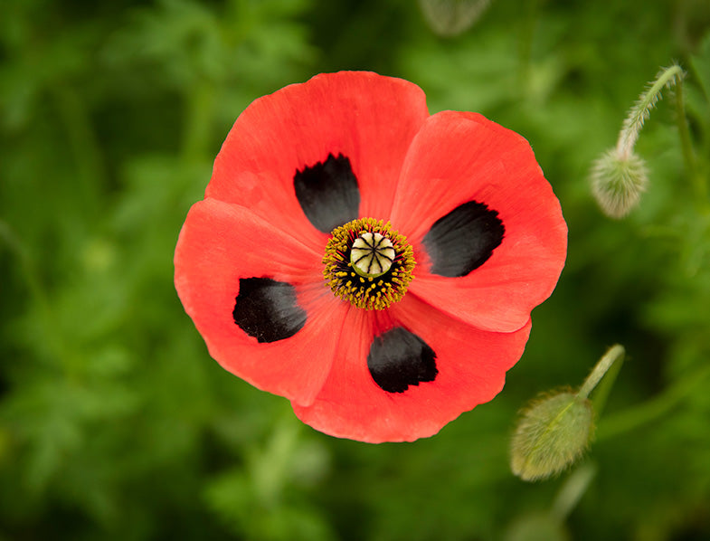 Poppy 'Ladybird'