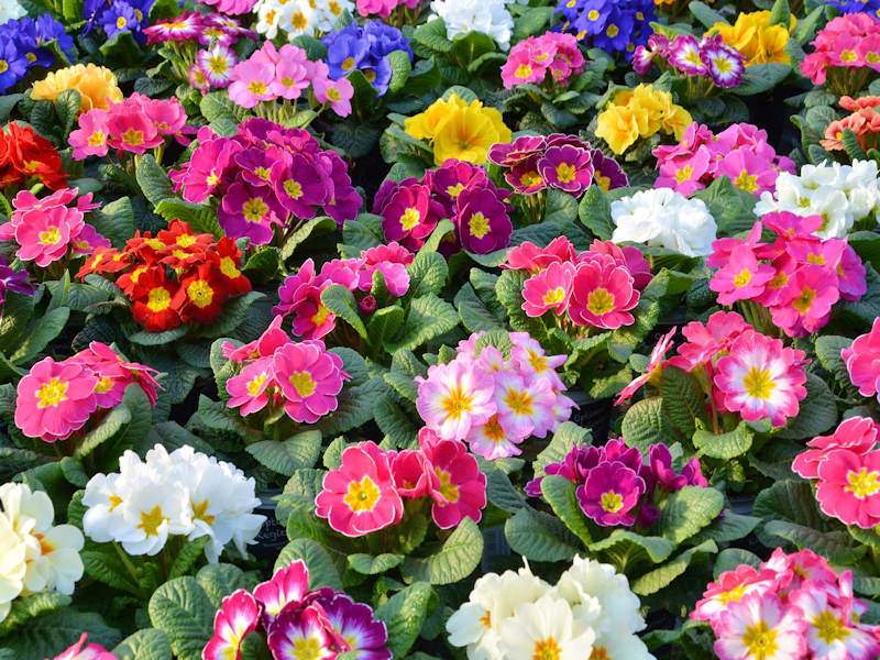 Fairy Primrose Mix - Primula Malacoides