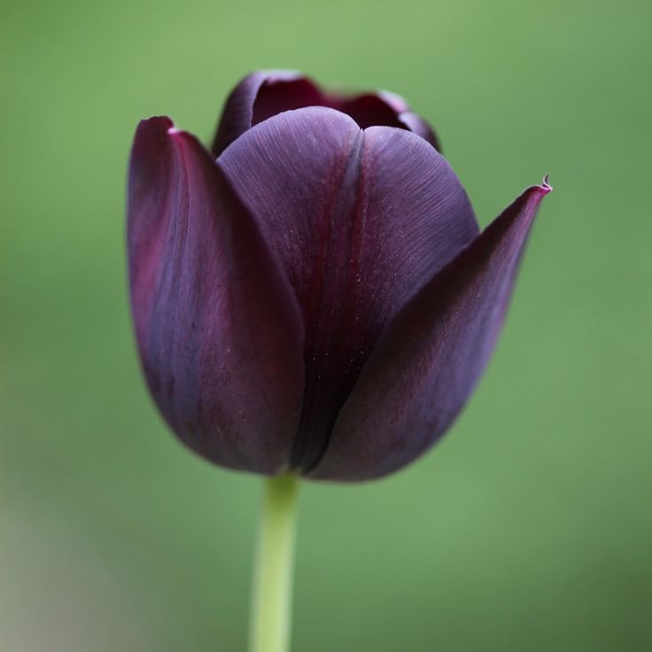 Queen of Night Tulip