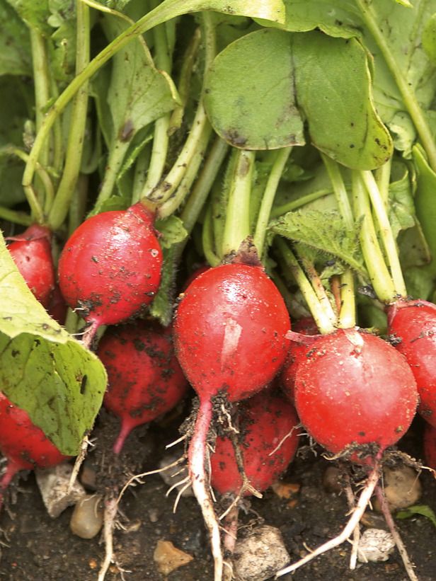 Radish Carmen