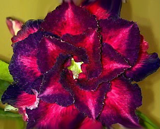 Adenium Obesum Blue Cosmos