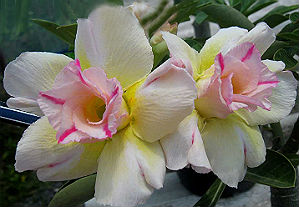 Adenium Obesum Double Fragrant Yellow