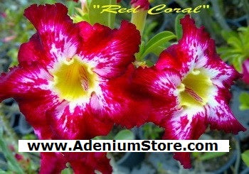 Adenium Obeaum Red Coral
